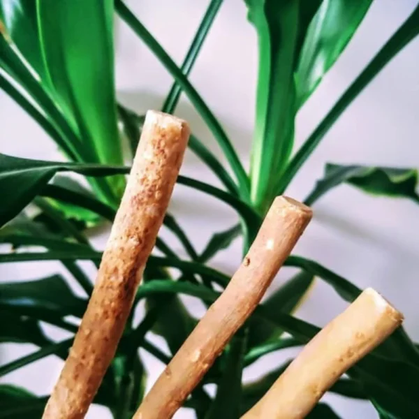 Miswak (Pack of 2)